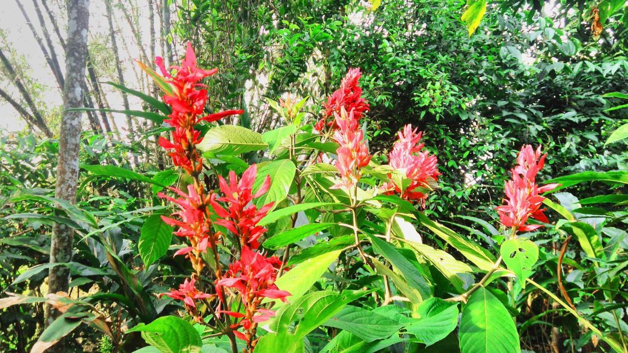 Bed and Breakfast Leeland Munnar Exterior foto